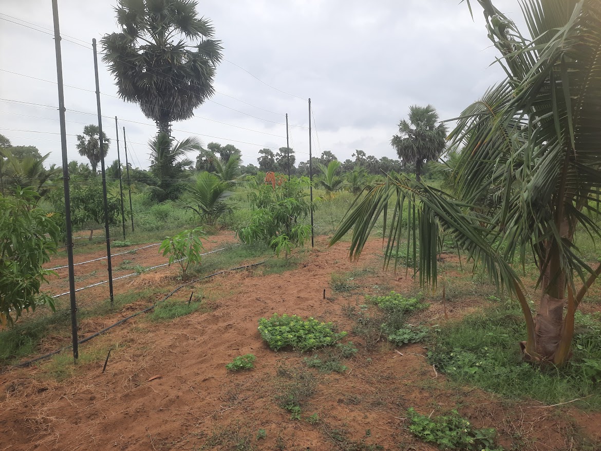 Coconut Estate Sale