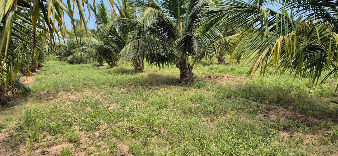 Land for sale