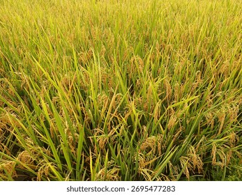 PADDY LAND FOR SALE